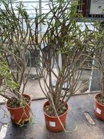 Euphorbia Balsamifera tolale hoogte 70-80 cm potmaat 25 cm. , Overige soorten, Ophalen of Verzenden, In pot, Minder dan 100 cm