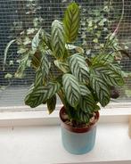 Calathea oppenheimiana, Huis en Inrichting, Kamerplanten, Ophalen of Verzenden