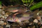 Corydoras aeneus, Dieren en Toebehoren, Vis, Zoetwatervis