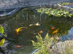 6 medium koi + schooltje kleine koi, Karper of Koi