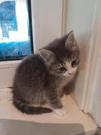 Schitterende grijze kittens aangeboden, Dieren en Toebehoren, Katten en Kittens | Overige Katten, Meerdere dieren