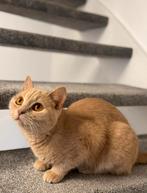 Britse korthaar poes, Poes, 0 tot 2 jaar