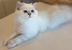 Prachtige britse lang haar, Dieren en Toebehoren, Katten en Kittens | Overige Katten, Kater