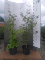 Lindeboom Zomerlinde- Tilia Platyphyllos, In pot, 100 tot 250 cm, Zomer, Overige soorten
