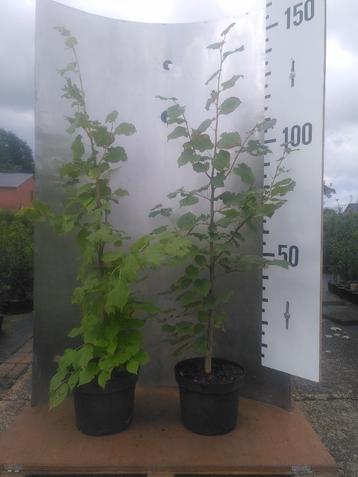 Lindeboom Zomerlinde- Tilia Platyphyllos beschikbaar voor biedingen