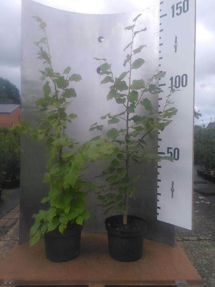 Lindeboom Zomerlinde- Tilia Platyphyllos, Tuin en Terras, Planten | Bomen, Overige soorten, 100 tot 250 cm, Zomer, In pot, Ophalen of Verzenden