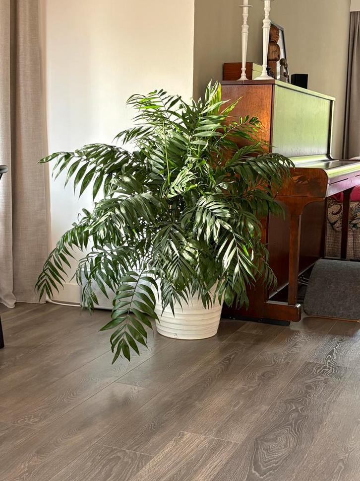 Mooie kamerpalm in pot, Huis en Inrichting, Kamerplanten, Palm, 100 tot 150 cm, Groene kamerplant, Halfschaduw, In pot, Ophalen