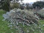 Wilgentakken - Vers Gesnoeid - gratis ophalen, Tuin en Terras, Ophalen, Gebruikt