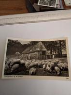 EDE. 1968. SCHAAPSKOOI OP DE GINKEL, Ophalen of Verzenden, 1960 tot 1980, Gelderland