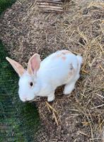 Lief en energiek klein wit rammetje, Dieren en Toebehoren, Konijnen, Mannelijk, Hangoor, 0 tot 2 jaar