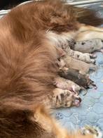 Prachtige langharige merle pomsky pups geboren, Dieren en Toebehoren, Overige rassen, CDV (hondenziekte), 8 tot 15 weken, Meerdere