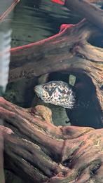 Parachromis managuensis Jaguar cichlide, Dieren en Toebehoren, Vis