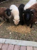 ouessant te koop., Dieren en Toebehoren, Schapen, Geiten en Varkens, Meerdere dieren, Schaap, 0 tot 2 jaar