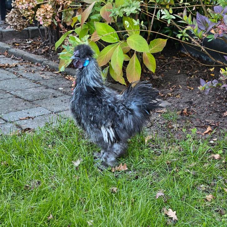 Mooie jonge zijdehoen haan, Dieren en Toebehoren, Pluimvee, Kip, Geslacht onbekend