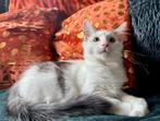Noorse Boskat kitten kater, Dieren en Toebehoren, Kater, Ontwormd, 0 tot 2 jaar