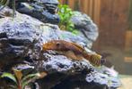 2 Algeneters Ancistrus bruin gevlekt., Dieren en Toebehoren, Vissen | Aquariumvissen, Vis, Zoetwatervis