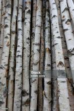 Gezocht: berken/elzen stammen of takken, Tuin en Terras, Haardhout, 6 m³ of meer, Ophalen, Berkenhout, Stammen