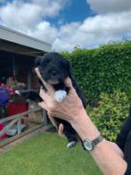 Klein blijvende Boomer xToy poedel puppy’s 3reutjes boompoo, Poedel, Reu, 8 tot 15 weken, CDV (hondenziekte)