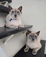 Mooie, lieve blauwe rus blue point (hypoallergeen) - kittens, Dieren en Toebehoren, Kater, Gechipt, 0 tot 2 jaar