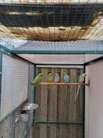 Halsbandparkieten., Dieren en Toebehoren, Vogels | Parkieten en Papegaaien, Meerdere dieren, Parkiet, Geringd