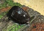 Muskus schildpadjes / Sternoterus odoratus, Hagedis