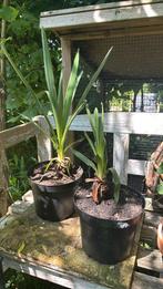 Yucca Filamentosa - Palmlelie, Ophalen, Zomer, Overige soorten, Volle zon