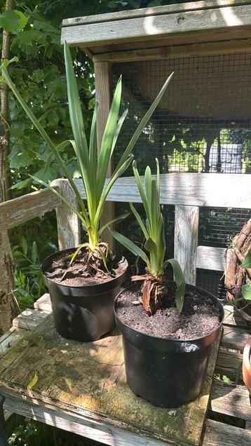 Yucca Filamentosa - Palmlelie beschikbaar voor biedingen