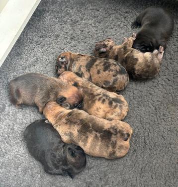 Prachtige Franse Bulldog pups beschikbaar voor biedingen