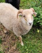 Ouessant hamel, Dieren en Toebehoren, Schapen, Geiten en Varkens, Meerdere dieren, Schaap