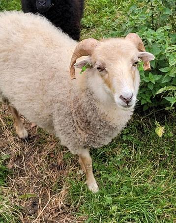 Ouessant hamel beschikbaar voor biedingen