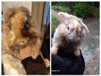 Konijnen, Dieren en Toebehoren, Konijnen, Meerdere dieren, Dwerg, 3 tot 5 jaar