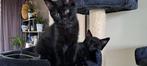 mooie ragdoll X kittens, Meerdere dieren, 0 tot 2 jaar
