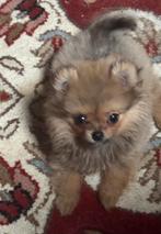 Pomeranian teefje mini formaat, Dieren en Toebehoren, Honden | Chihuahua's en Gezelschapshonden, Overige rassen, CDV (hondenziekte)