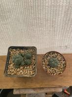 Peyote, Lophophora Williamsii, Mescaline, Stek, Cactus, Huis en Inrichting, Kamerplanten, Ophalen of Verzenden, Cactus, Volle zon