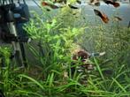 Guppies te koop, Dieren en Toebehoren, Vissen | Aquariumvissen, Vis