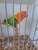 Agapornis Ficheri  Opaline/ Dilute, Dieren en Toebehoren, Vogels | Parkieten en Papegaaien, Meerdere dieren, Dwergpapegaai of Agapornis