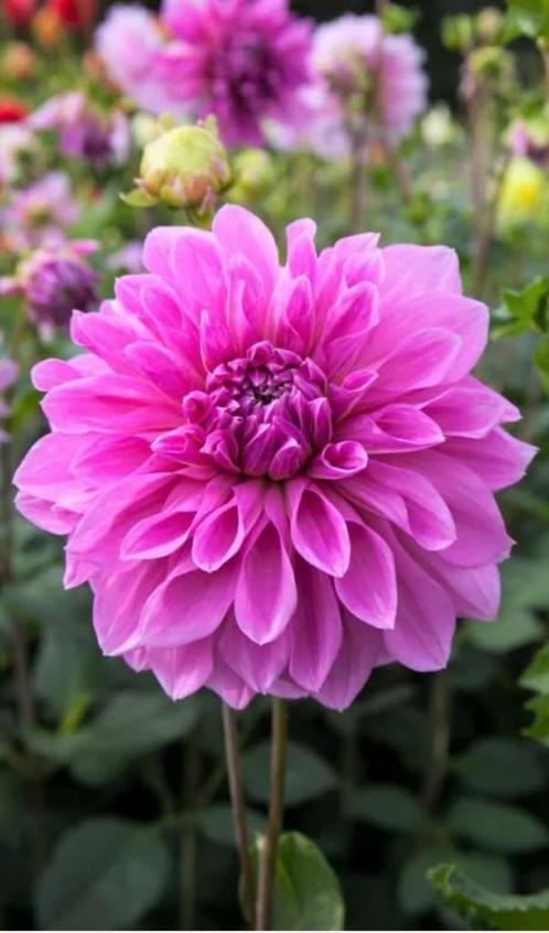 Dahlia lavender perfection, Tuin en Terras, Bloembollen en Zaden, Knol, Voorjaar, Volle zon, Ophalen of Verzenden