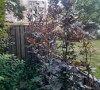 Rode Zuilbeuk (Fagus sylvatica 'Atropunicea') te koop, Tuin en Terras, Planten | Bomen, Ophalen, Volle zon