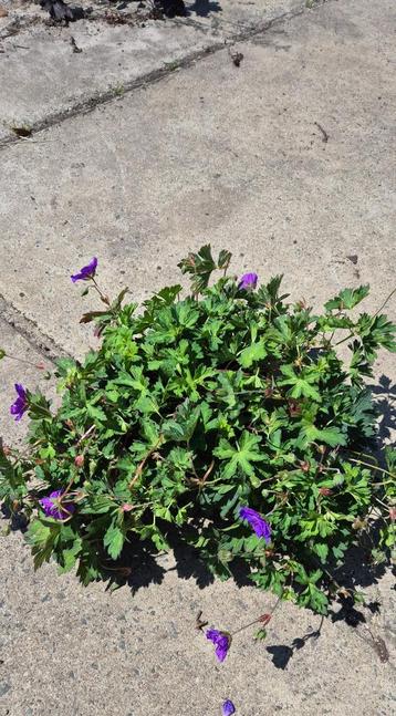 Geranium rosanne beschikbaar voor biedingen