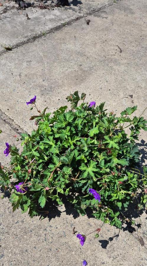 Geranium rosanne, Tuin en Terras, Planten | Tuinplanten, Vaste plant, Bodembedekkers, Volle zon, Zomer, Ophalen