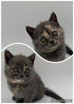 Raszuivere brits korthaar kittens Blauw- Crème, Dieren en Toebehoren, Katten en Kittens | Raskatten | Korthaar, Meerdere dieren