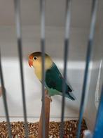 Agapornis Fischeri, turquoise., Mannelijk, Dwergpapegaai of Agapornis, Geringd