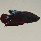 Betta splendens man 21, Dieren en Toebehoren, Vissen | Aquariumvissen, Vis