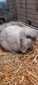 Minilop ram(raszuiver), Mannelijk, Dwerg, Hangoor, 0 tot 2 jaar