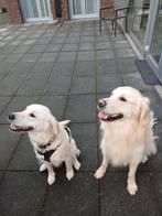 Golden retriever pups verwacht, Golden retriever, 8 tot 15 weken, Meerdere, Meerdere dieren