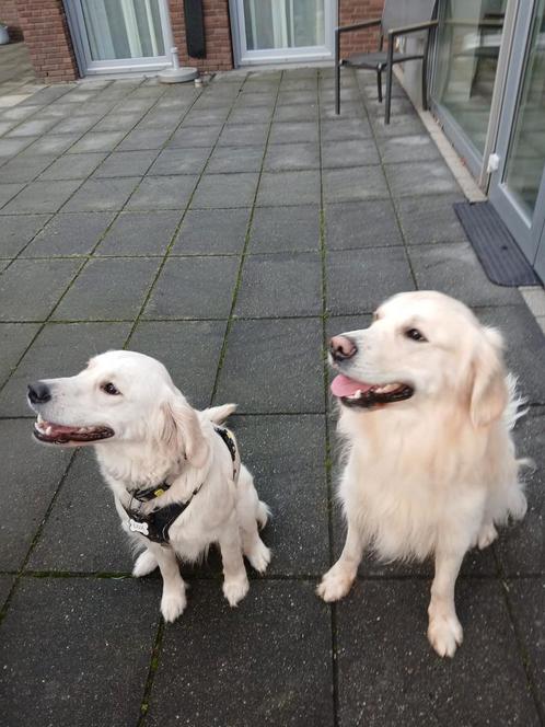 Golden retriever pups verwacht, Dieren en Toebehoren, Honden | Retrievers, Spaniëls en Waterhonden, Meerdere dieren, Golden retriever