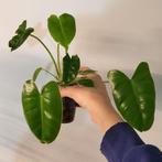 Philodendron burle marx, Huis en Inrichting, Kamerplanten, Ophalen of Verzenden, Halfschaduw, Minder dan 100 cm