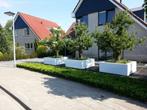 65+ jaar oude perenbomen, Tuin en Terras, Ophalen, Lente, Perenboom, 250 tot 400 cm