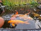 Leuke groep zoek nieuwe adres, Dieren en Toebehoren, Vissen | Vijvervissen, Karper of Koi