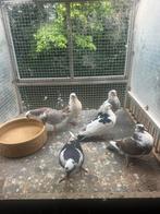 Piepers, jongen, kroppers te koop, Meerdere dieren